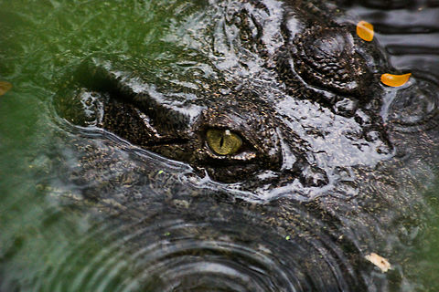 creep beneath waiting to strike