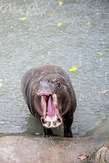 hello! warm welcome from a friendly hippo Hippopotamus,Hippopotamus amphibius