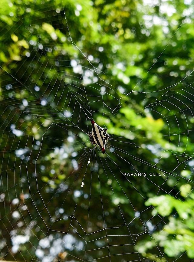 Oriental Spiny Orb-weaver Gasteracantha geminata<br />
(Oriental Spiny Orb-weaver) Fall,Gasteracantha geminata,Geotagged,Oriental spiny orb-weaver,Spider