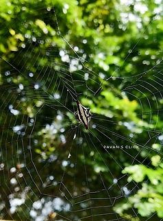 Oriental Spiny Orb-weaver