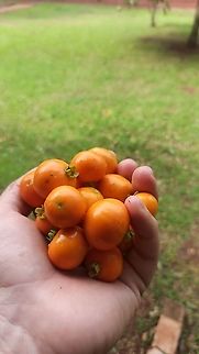 Campomanesia Pubescens (Guabir&aacute;) Es un &aacute;rbol frutal muy com&uacute;n del Paraguay Campomanesia pubescens,Geotagged,Paraguay,Spring
