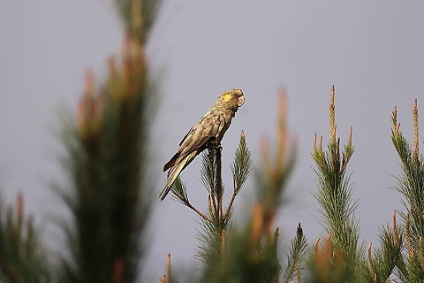 Leucistic Yellow Tailed Black Cockatoo Photo taken of a leucistic yellow tailed black cockatoo in the Oberon Pine Forests, Blue Mountains, New South Whales. Australia,Calyptorhynchus funereus,Fall,Geotagged,Yellow-tailed Black Cockatoo