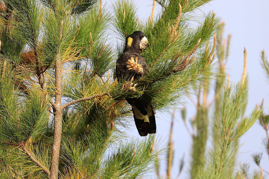 Yellow Tailed Black Cockatoo Photo taken of this yellow tailed black cockatoo in the Oberon Pine Forests, Blue Mountains, NSW Australia,Calyptorhynchus funereus,Fall,Geotagged,Yellow-tailed black cockatoo