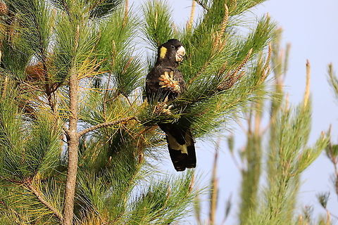 Yellow Tailed Black Cockatoo Photo taken of this yellow tailed black cockatoo in the Oberon Pine Forests, Blue Mountains, NSW Australia,Calyptorhynchus funereus,Fall,Geotagged,Yellow-tailed black cockatoo