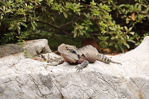 Eastern Water Dragon An Australian Eastern Water Dragon caught out for a bask at the Chinese Friendship Gardens in Sydney NSW. Australia,Australian water dragon,Fall,Geotagged,Intellagama lesueurii