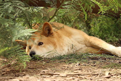 Alpine Dingo Photographed in Bargo NSW Australia,Australian dingo,Canis lupus dingo,Fall,Geotagged