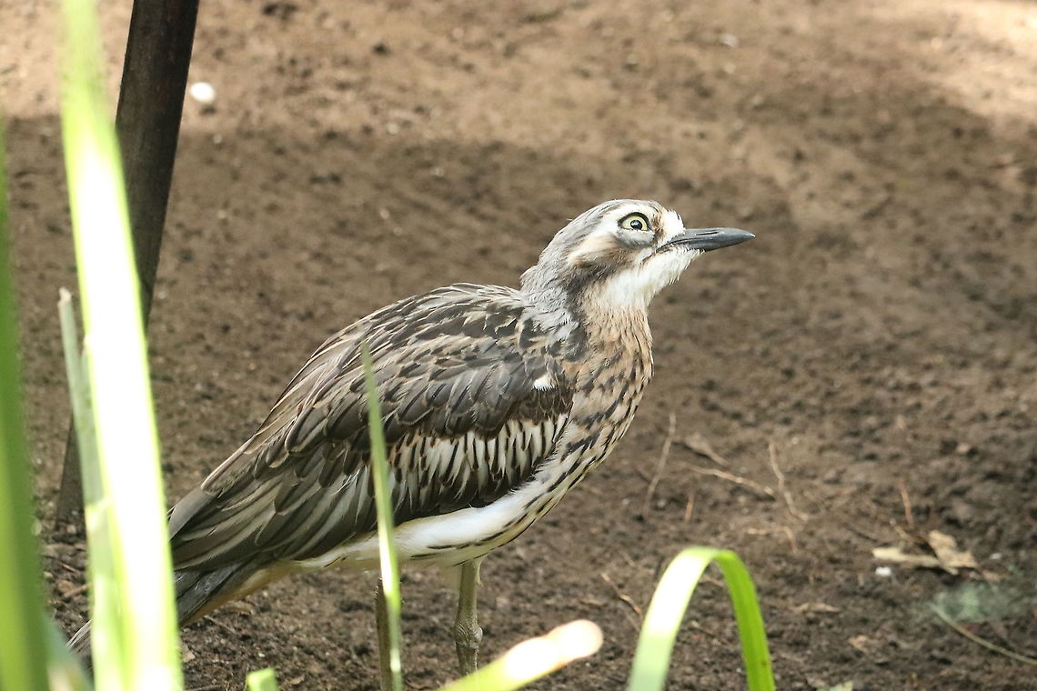 Bush Stone Curlew  Burhinus grallarius,Bush stone-curlew