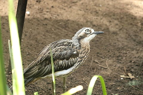 Bush Stone Curlew  Burhinus grallarius,Bush stone-curlew