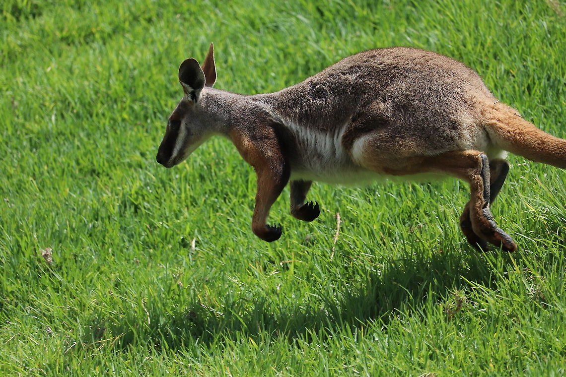 Yellow Footed Rock Wallaby Shot captured mid jump of a yellow footed rock wallaby. Petrogale xanthopus,Yellow-footed rock-wallaby