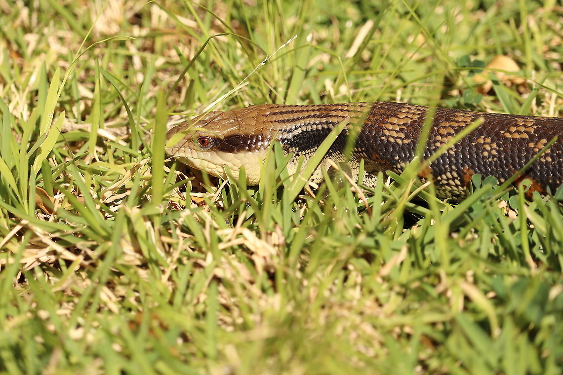 Eastern Blue-Tongued Lizard This little one was out for a stroll in the grass. So cute :) Australia,Eastern blue-tongued lizard,Geotagged,Spring,Tiliqua scincoides scincoides