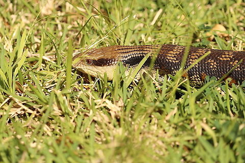 Eastern Blue-Tongued Lizard This little one was out for a stroll in the grass. So cute :) Australia,Eastern blue-tongued lizard,Geotagged,Spring,Tiliqua scincoides scincoides