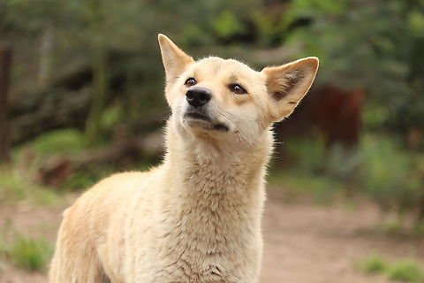 Australian Dingo Sniff sniff. I smells you human.  Australia,Australian dingo,Canis lupus dingo,Geotagged,Spring
