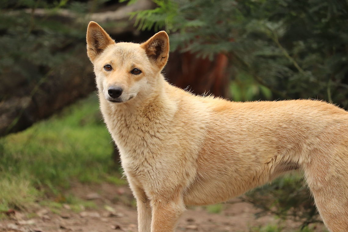 Australian Dingo  Australia,Australian dingo,Canis lupus dingo,Geotagged,Spring