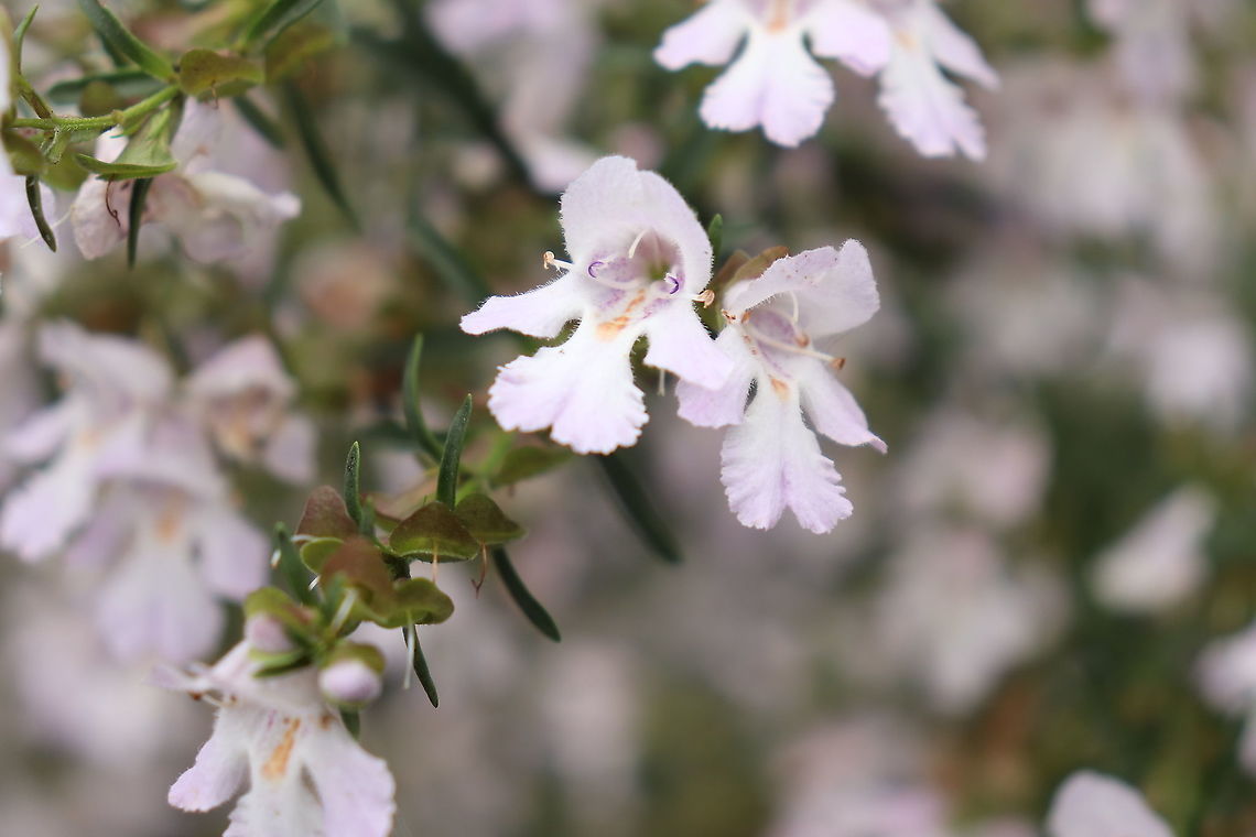 Prostanthera lasianthos Hoping someone can help me identify this beautiful flower. Australia,Geotagged,Prostanthera lasianthos,Spring,Victorian Christmas bush
