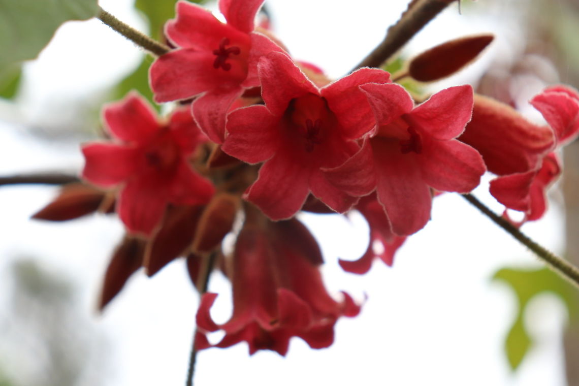 Unidentified Flower Another unidentified flower hoping someoen can help me :) Australia,Geotagged,Spring,unidentified