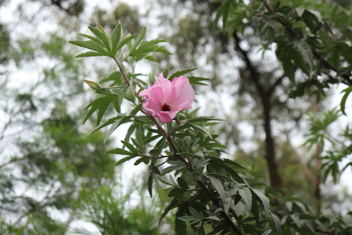Hibiscus Flower I saw this beautifully eye catching flower the only one on this bush/tree. I would love to know what it is. Australia,Geotagged,Hibiscus syriacus,Spring,unidentified