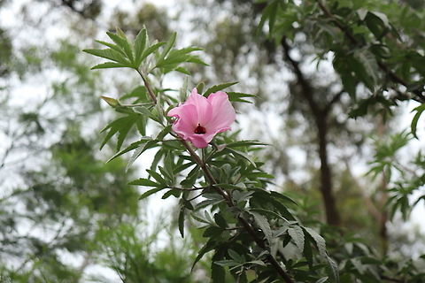Hibiscus Flower I saw this beautifully eye catching flower the only one on this bush/tree. I would love to know what it is. Australia,Geotagged,Hibiscus syriacus,Spring,unidentified