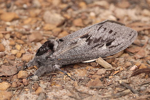 Giant Wood Moth This little one fell from a tree at Mogo Campsite NSW Australia, this huge moth is told to bring spiritual change when it visits and is only seen about 12 times a year! :) This was an amazing find and I am so happy I was able to help this little fella.  Australia,Endoxyla cinereus,Geotagged,Summer