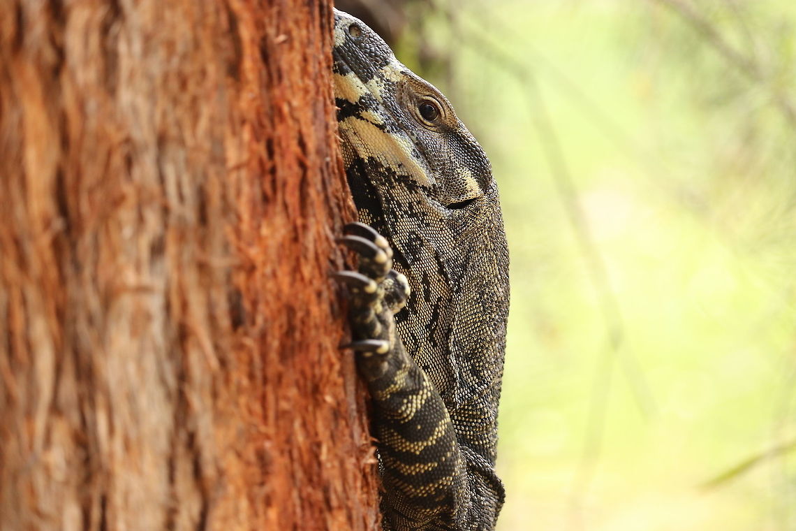 Lace Monitor  Australia,Geotagged,Lace monitor,Summer,Varanus varius