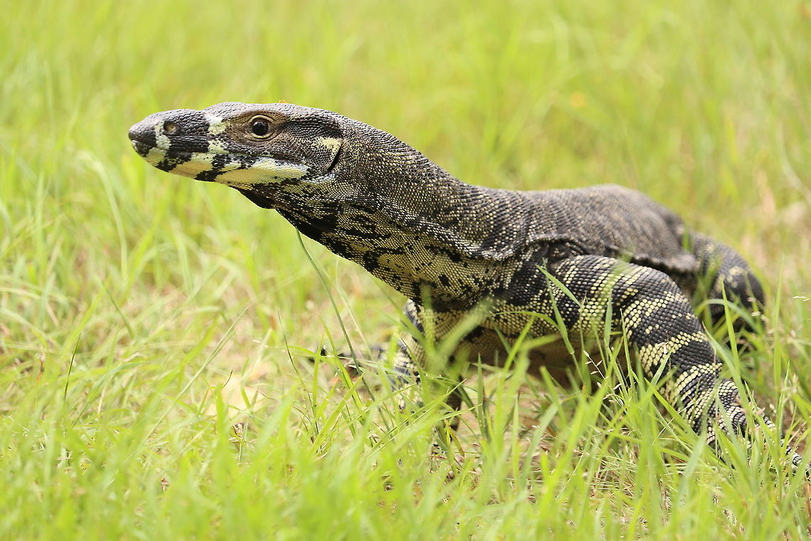 Lace Monitor  Australia,Geotagged,Lace monitor,Summer,Varanus varius,Winter