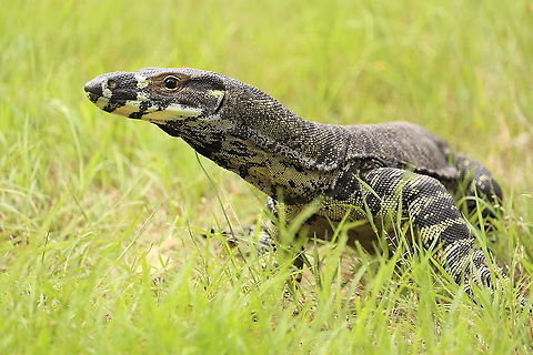 Lace Monitor  Australia,Geotagged,Lace monitor,Summer,Varanus varius,Winter