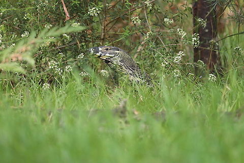 Lace Monitor  Australia,Geotagged,Lace monitor,Summer,Varanus varius