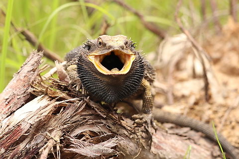 Eastern Bearded Dragon Threat Display Found this big boy while herping with some friends. He put on an amazing display beard black and puffed out, body completely flattened with the occasional hiss. Truly remarkable animals. Australia,Eastern bearded dragon,Geotagged,Pogona barbata,Summer