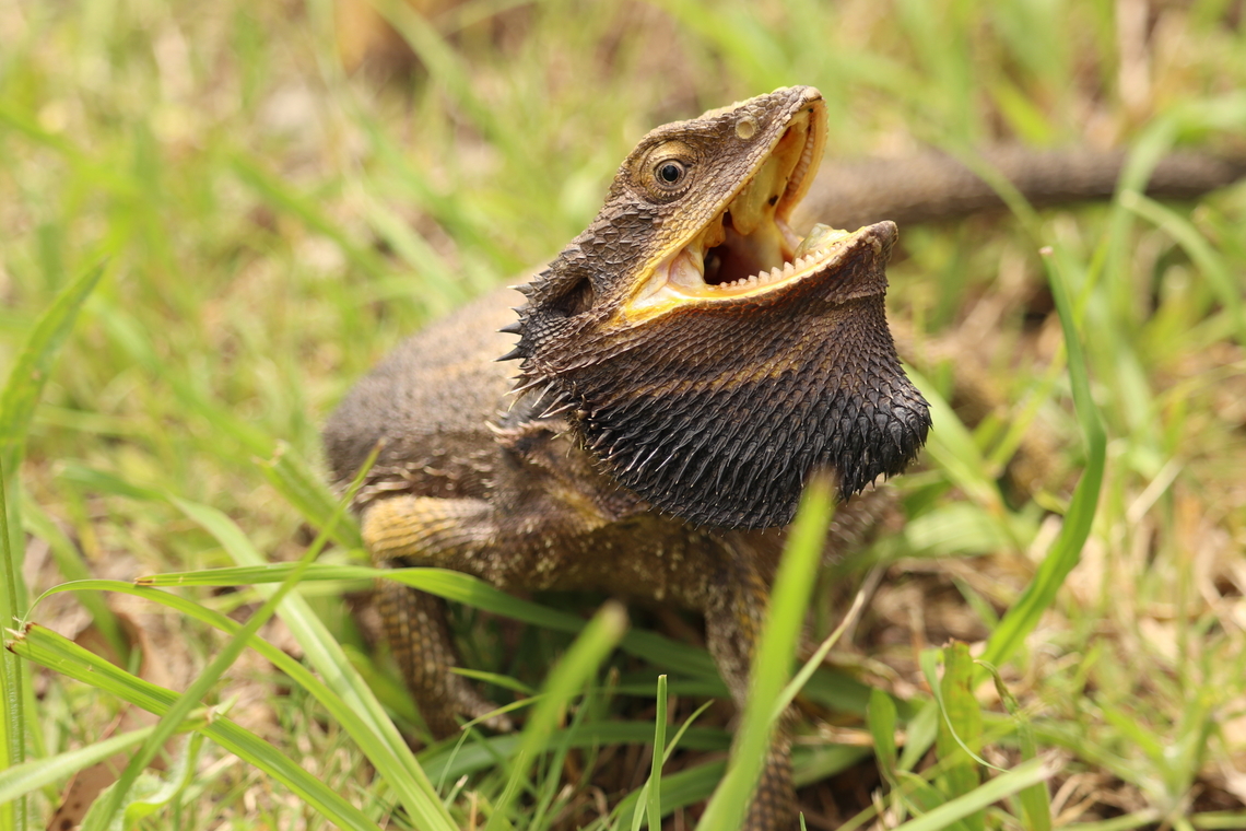 Eastern Bearded Dragon Some of the major differences between Eastern Bearded Dragons (Pogona barbatus) and Central Bearded Dragons (Pogona vitticeps) are the beard, Eastern&#039;s have a much more pointed beard, the spikes on the back of their heads tend to be more arrow shaped where as the central&#039;s have a more straight set pattern. And of course the locations they are both found in.  Australia,Eastern bearded dragon,Geotagged,Pogona barbata,Summer