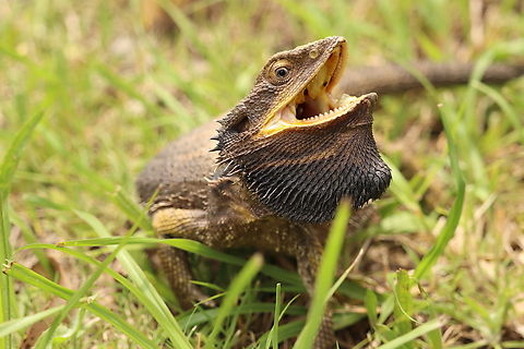 Eastern Bearded Dragon Some of the major differences between Eastern Bearded Dragons (Pogona barbatus) and Central Bearded Dragons (Pogona vitticeps) are the beard, Eastern's have a much more pointed beard, the spikes on the back of their heads tend to be more arrow shaped where as the central's have a more straight set pattern. And of course the locations they are both found in.  Australia,Eastern bearded dragon,Geotagged,Pogona barbata,Summer