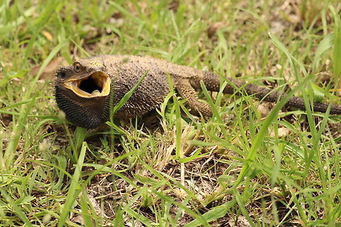 Eastern Bearded Dragon Cranky Eastern Bearded Dragon.  Australia,Eastern bearded dragon,Geotagged,Pogona barbata,Summer