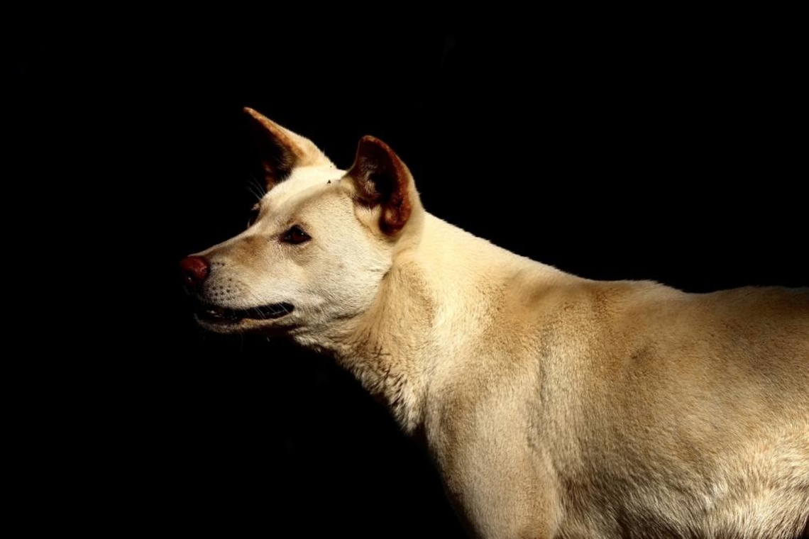 Australian White Desert Dingo This is a pure dingo with a white photographed at the Dingo Sanctuary in Bargo. Australia,Australian dingo,Canis lupus dingo,Geotagged