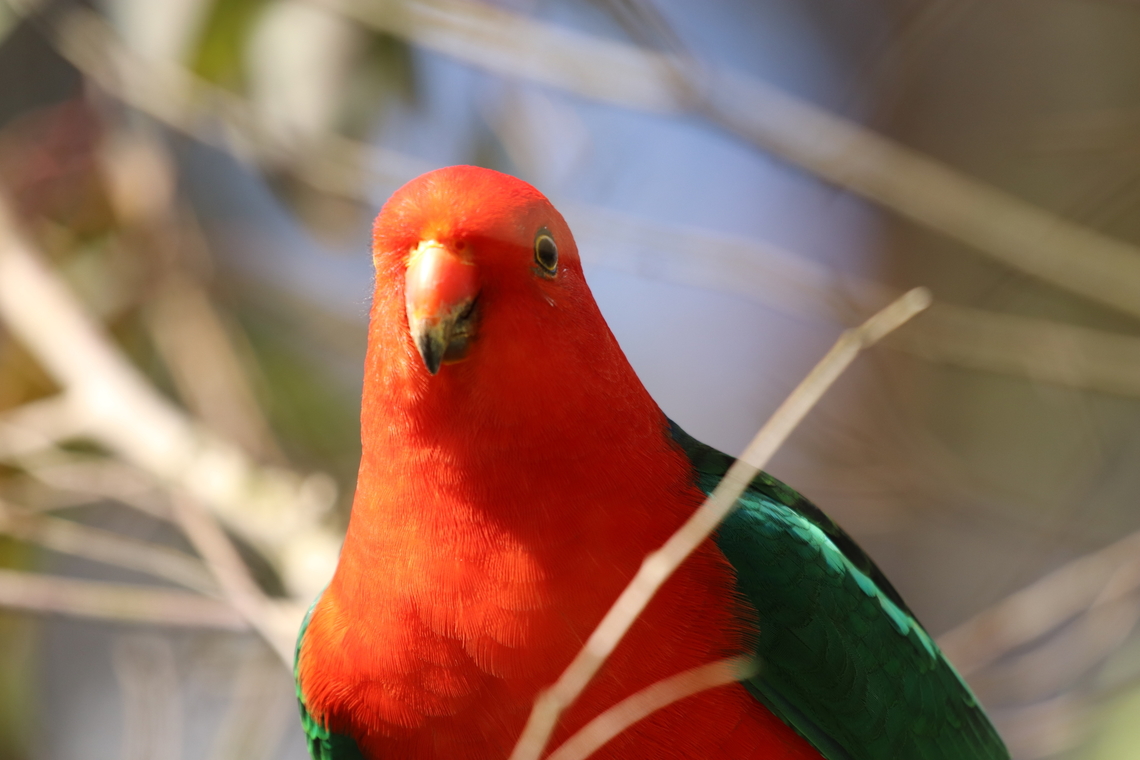 King Parrot Male This boy was stalking around waiting for my coworkers and I to refill the bird seed we leave out for them. First time seeing them back since the bush fires in December 2019. Alisterus scapularis,Australia,Australian king parrot,Geotagged,Winter