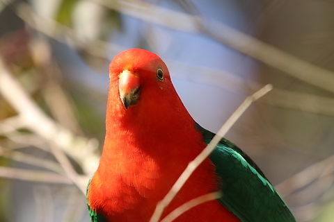 King Parrot Male This boy was stalking around waiting for my coworkers and I to refill the bird seed we leave out for them. First time seeing them back since the bush fires in December 2019. Alisterus scapularis,Australia,Australian king parrot,Geotagged,Winter