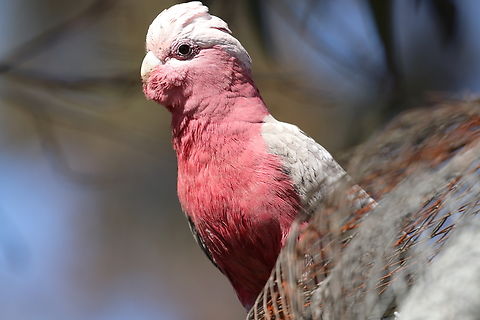 Galah (Eolophus roseicapilla)  Australia,Eolophus roseicapilla,Galah,Geotagged,Winter