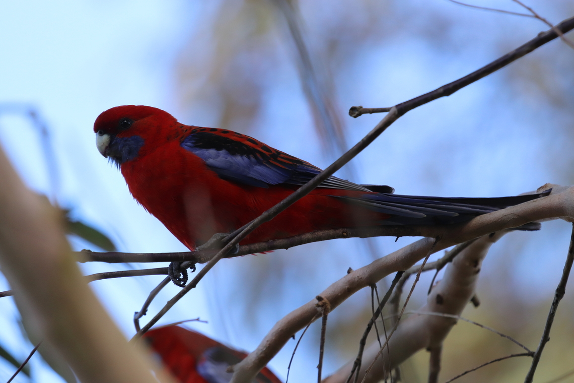 Crimson Rosella (Platycercus elegans)  Australia,Crimson rosella,Geotagged,Platycercus elegans,Winter