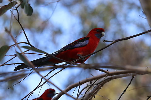Crimson Rosella (Platycercus elegans)  Australia,Crimson rosella,Geotagged,Platycercus elegans,Winter