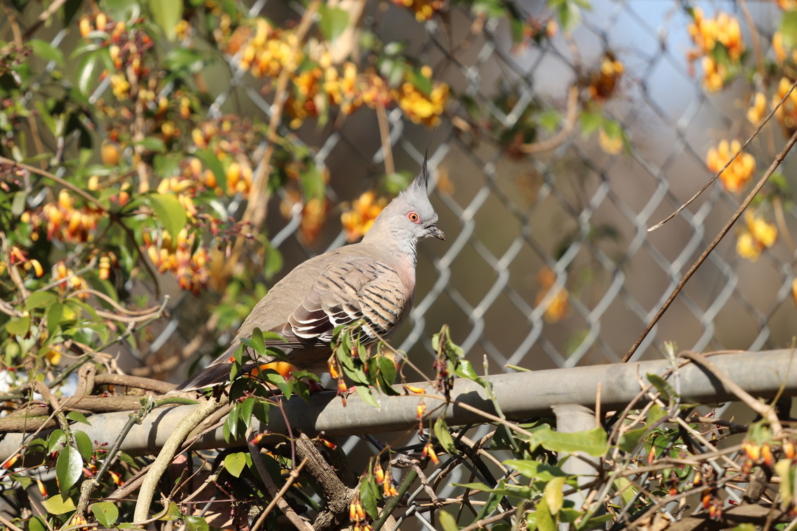 Crested Pigeon After taking this photo and doing some research I learned that Crested Pigeons are a native Australian species! I didn't know they were any native pigeons in Australia. Australia,Crested pigeon,Geotagged,Ocyphaps lophotes,Winter