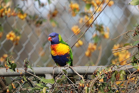 Rainbow Lorikeet  Australia,Geotagged,Rainbow lorikeet,Trichoglossus moluccanus,Winter