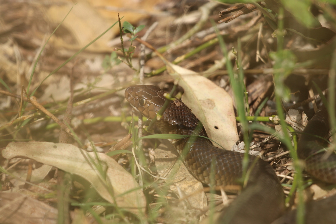 Eastern Brown Snake I wish the leaf hadn&#039;t gotten in the way and I feel this isn&#039;t one of my best shots. But you can clearly see a tick on his head. He promptly struck at us and then bolted away upon seeing us. This was my first Eastern Brown since starting herping! Australia,Eastern brown snake,Geotagged,Pseudonaja textilis,Winter