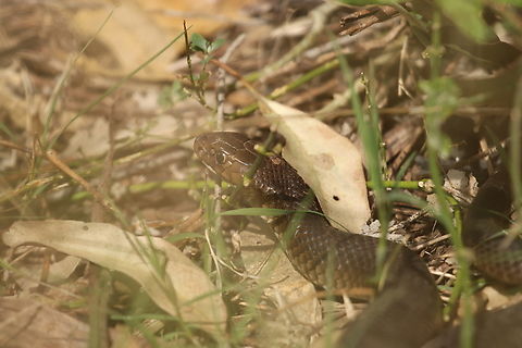 Eastern Brown Snake I wish the leaf hadn't gotten in the way and I feel this isn't one of my best shots. But you can clearly see a tick on his head. He promptly struck at us and then bolted away upon seeing us. This was my first Eastern Brown since starting herping! Australia,Eastern brown snake,Geotagged,Pseudonaja textilis,Winter