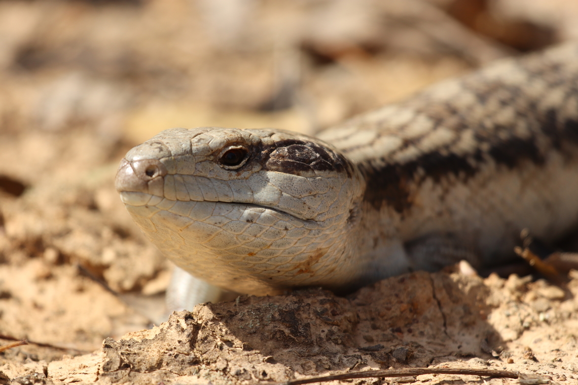 Eastern Blue-Tongued Lizard  Australia,Eastern blue-tongued skink,Geotagged,Tiliqua scincoides scincoides,Winter