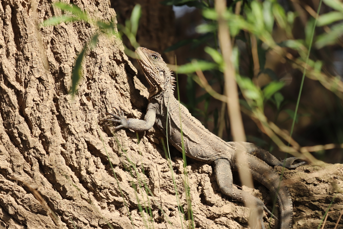 Water Dragon Female This good girl was getting some sun. Australia,Australian water dragon,Geotagged,Intellagama lesueurii,Winter