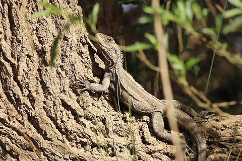Water Dragon Female This good girl was getting some sun. Australia,Australian water dragon,Geotagged,Intellagama lesueurii,Winter