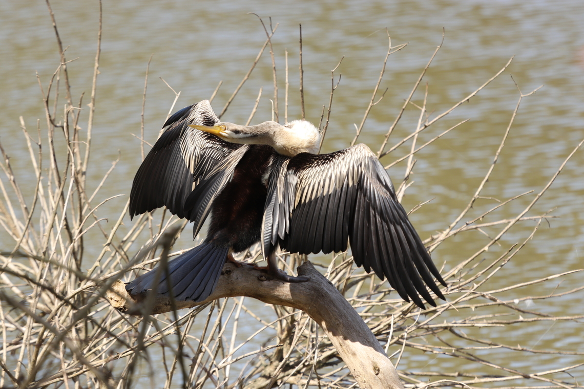 Australasian Darter Look at that Flexibility! This beautiful bird was what I believe to be letting his wings dry? And the second I snapped my camera his head turned to stare me down.  Anhinga novaehollandiae,Australasian Darter,Australia,Geotagged,Winter