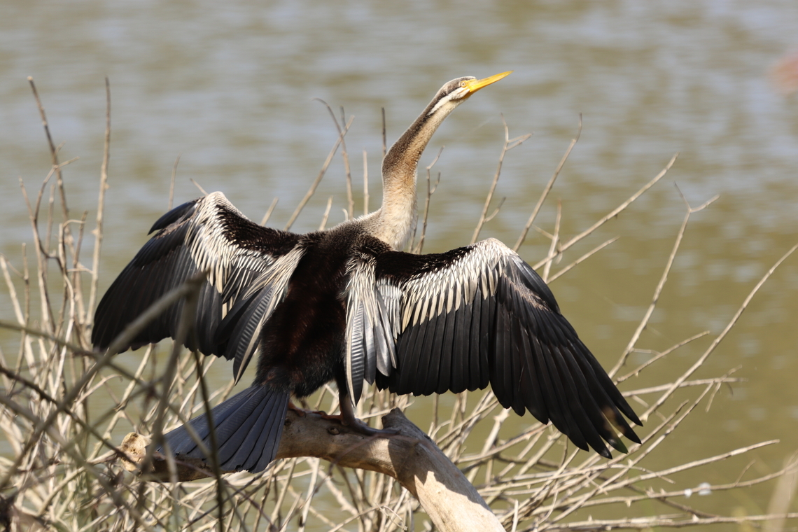 Australasian Darter  Anhinga novaehollandiae,Australasian Darter,Australia,Geotagged,Winter