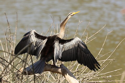 Australasian Darter  Anhinga novaehollandiae,Australasian Darter,Australia,Geotagged,Winter
