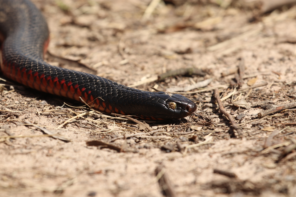 Red Bellied Black Snake This poor guy had something going on with his eye we believe him to be completely blind probably due to a retained eye cap. None the less he was thriving where he lived. We helped him cross a road safely and then let him be on his way. Australia,Geotagged,Pseudechis porphyriacus,Red-bellied black snake,Winter