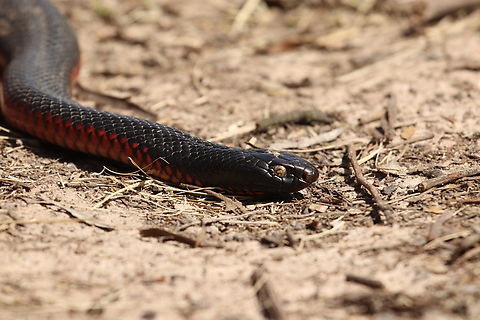 Red Bellied Black Snake This poor guy had something going on with his eye we believe him to be completely blind probably due to a retained eye cap. None the less he was thriving where he lived. We helped him cross a road safely and then let him be on his way. Australia,Geotagged,Pseudechis porphyriacus,Red-bellied black snake,Winter
