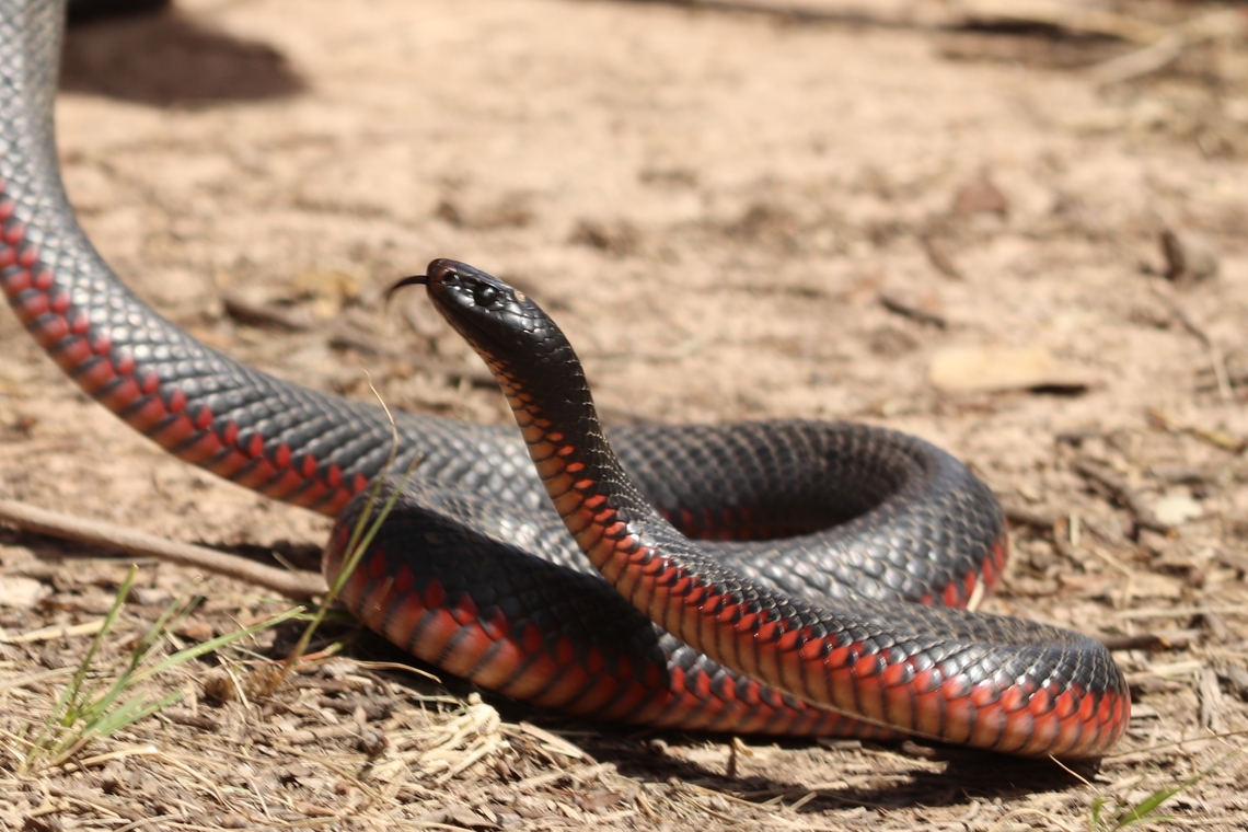 Red Bellied Black Snake  Australia,Geotagged,Pseudechis porphyriacus,Red-bellied black snake,Winter