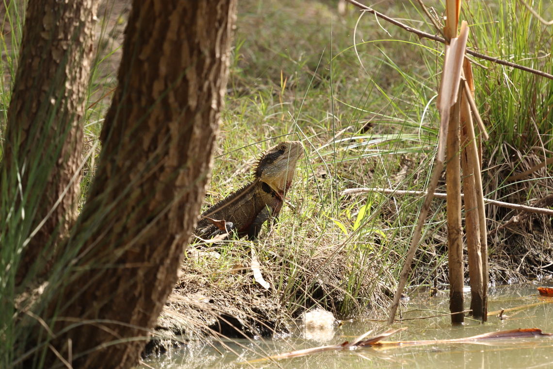 Eastern Water Dragon Male  Australia,Australian water dragon,Geotagged,Intellagama lesueurii,Winter